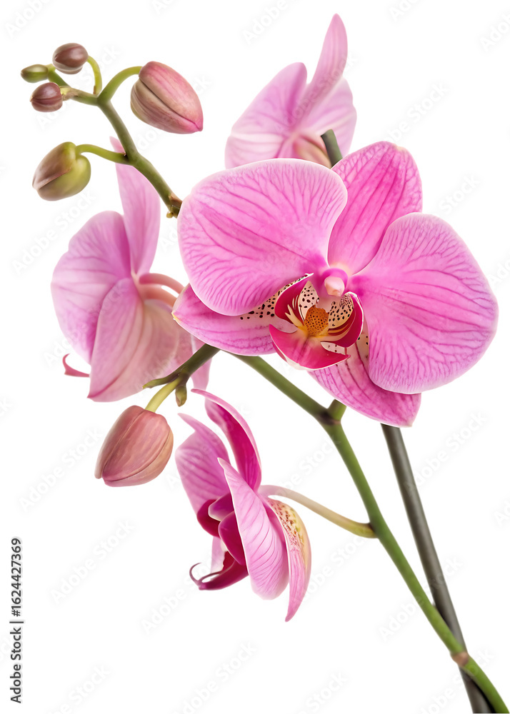 Obraz premium stem pink phalaenopsis orchid