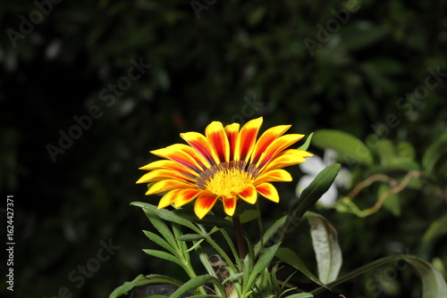 yellow flower in the garden