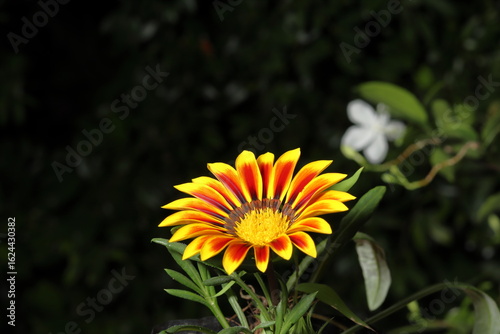 sunflower and bee