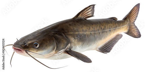 live brown bullhead catfish