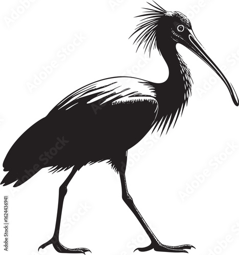 Black ibis bird walking white