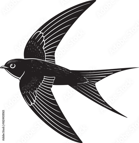 Black swallow in flight bird flying