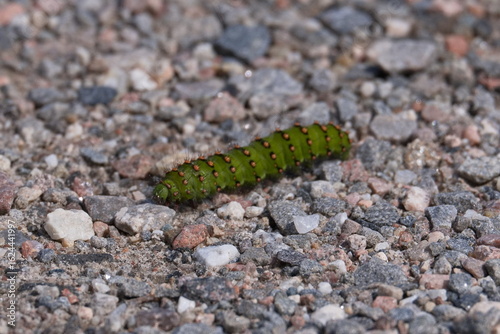 Emperor moth caterpillar crawling along gravel. Bright green spiked caterpilllar