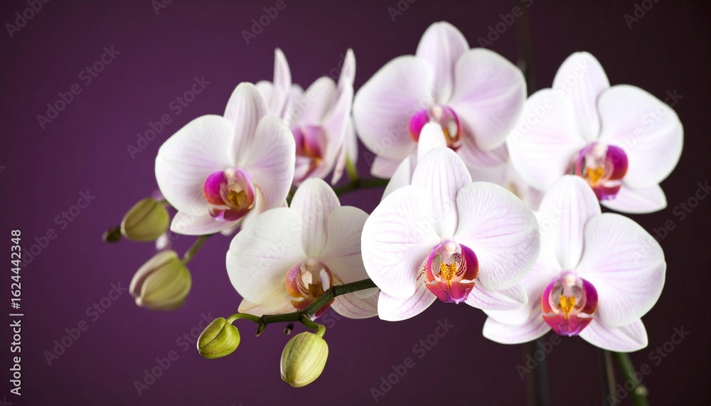 Obraz premium Delicate white orchids with pink accents bloom vibrantly against a deep purple backdrop