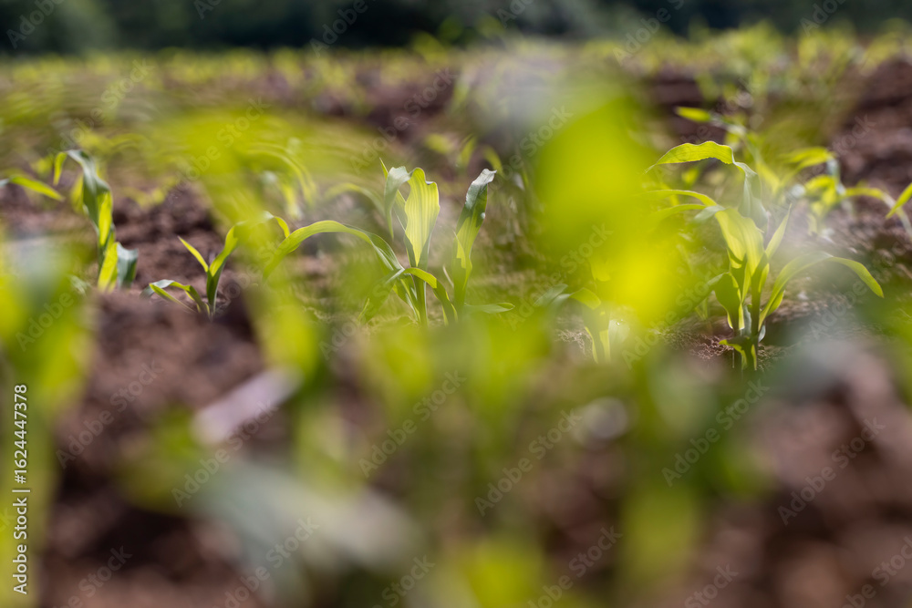 corn at dawn in the spring, a monocultural field with fresh corn sprouts in fertile soil with fertilizers, Focus on the middle rows corn at dawn in the spring, a monocultural field with fresh corn sprouts in fertile soil with fertilizers, Focus on the middle rows