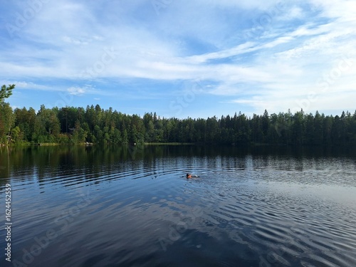 Sky, lake and a swimmer. Kattilajärvi, Nuukisio National Park, Espoo, Finland.