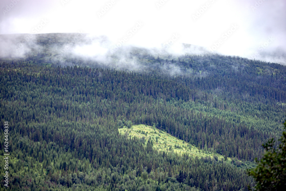 Fototapeta premium forest in the mountains, åre,norrland,sverige,jämtland,sweden, summer