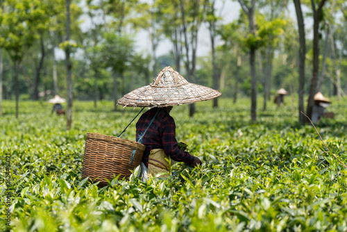 Tea estate labourer plucking tea leaves wearing conical hats at a tea estate