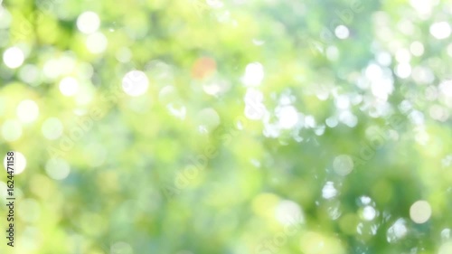 夏の木漏れ日の様子。爽やかな光の風景。セミの鳴き声。