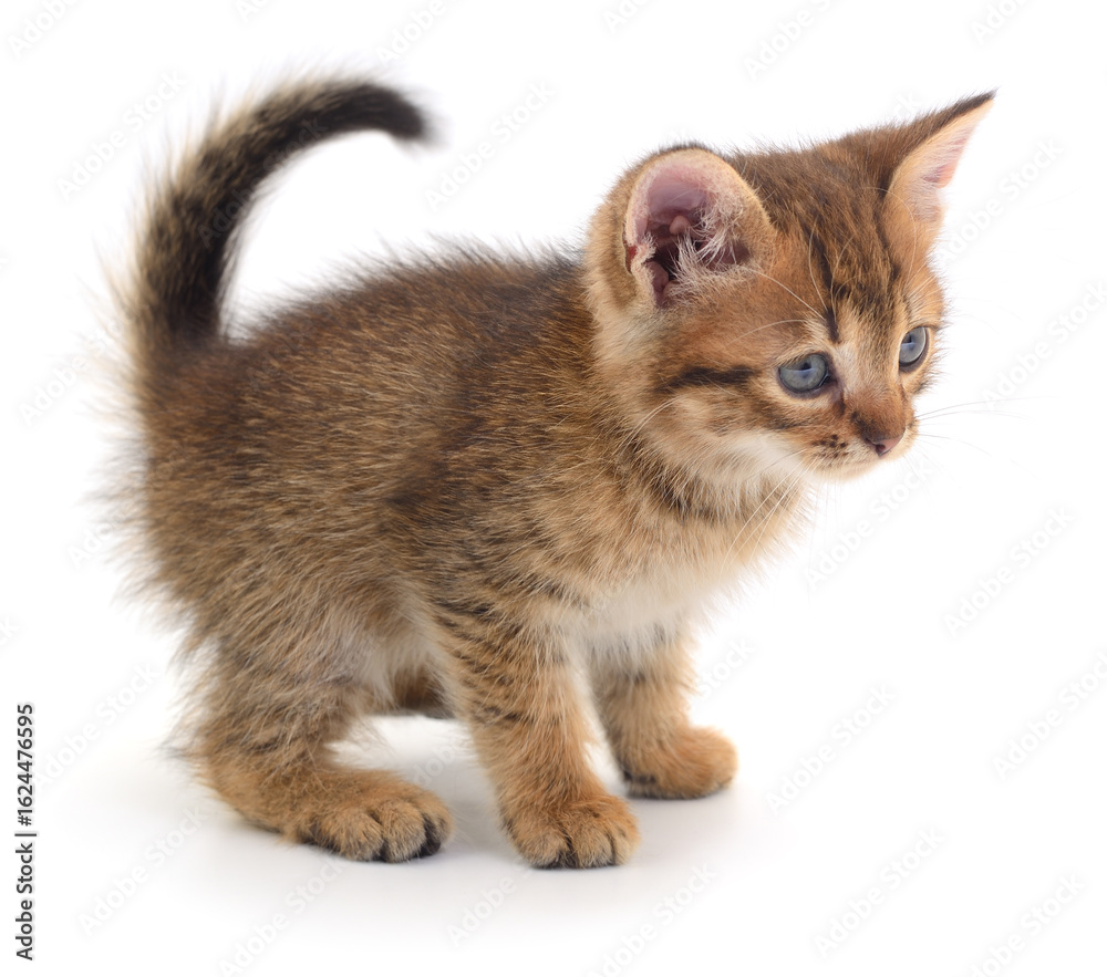 Obraz premium Kitten on white background.