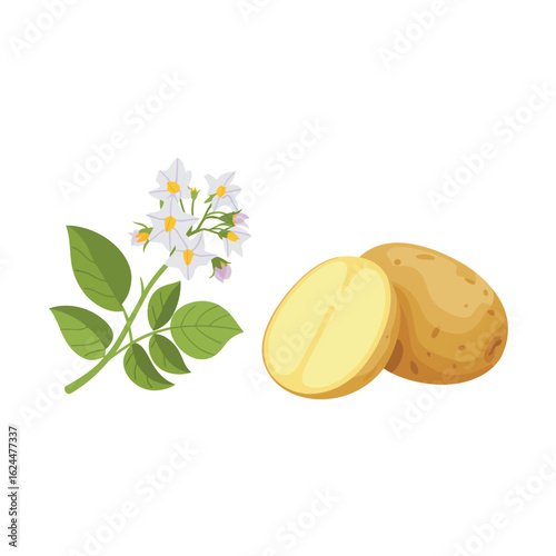 Fresh potato plant with flowers and a sliced potato on a white background