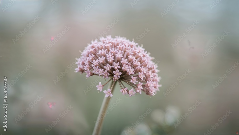 A limonium branch adorned with a thick cluster of small pale violet-pink flowers A limonium branch adorned with a thick cluster of small pale violet-pink flowers