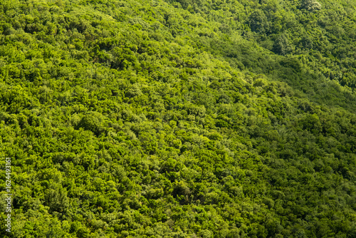 Distant View of a Vast Green Forest Landscape
