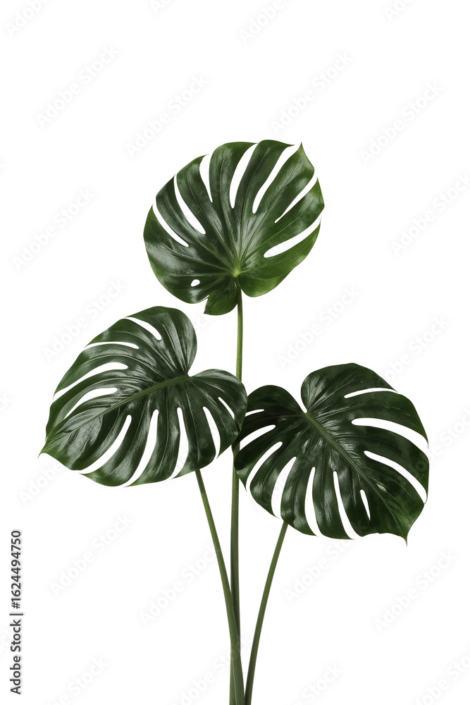 Naklejka premium Lush Monstera Deliciosa Plant Displaying Intricate Leaf Patterns Against a Simple Aesthetic