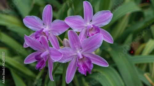 Detailed image of blooming purple orchids surrounded by green leaves, ideal for mobile display, home screen, or screensaver