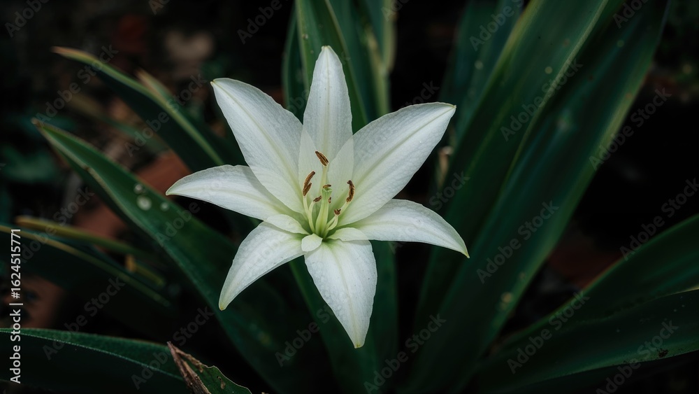 Fototapeta premium Beautiful chlorophytum laxum adding charm to garden scenery