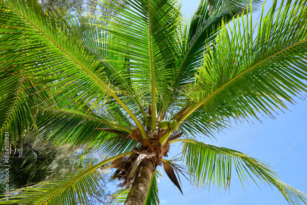 Obraz premium Low angle of a Coconut tree in Thailand with yellow coconuts during a sunny day 