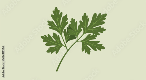 Isolated flat parsley illustration on white. For recipes, food, gardening