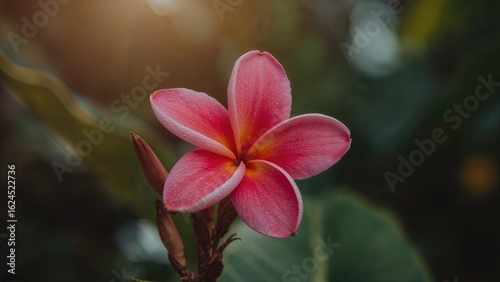 Vibrant Pink Frangipani in Full Bloom