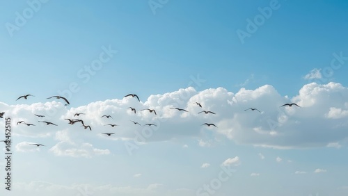 Isolated white birds flying above a blue sea under a winter sky, nature concept