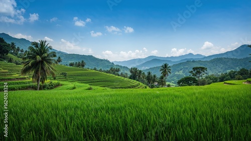Lush Rice Fields Surrounded by Natural Landscape