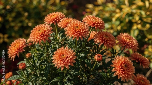 A lively garden adorned with blooming orange and yellow chrysanthemums during fall
