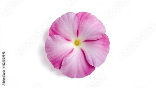Gorgeous luminous flower set on a white surface