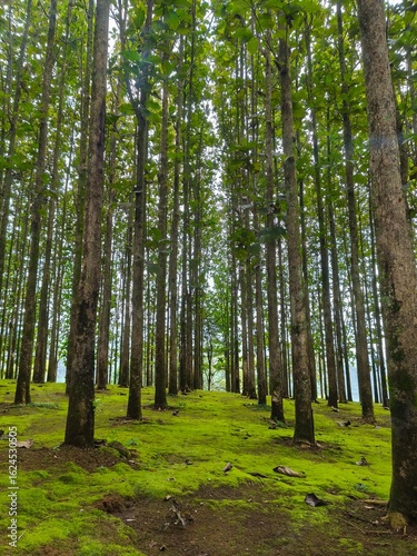 Tropical Teak Plantation with Straight Tree Lines and Serene Landscape

Symmetrical teak tree plantation with mossy ground in a tropical forest. Natural, serene landscape perfect for themes