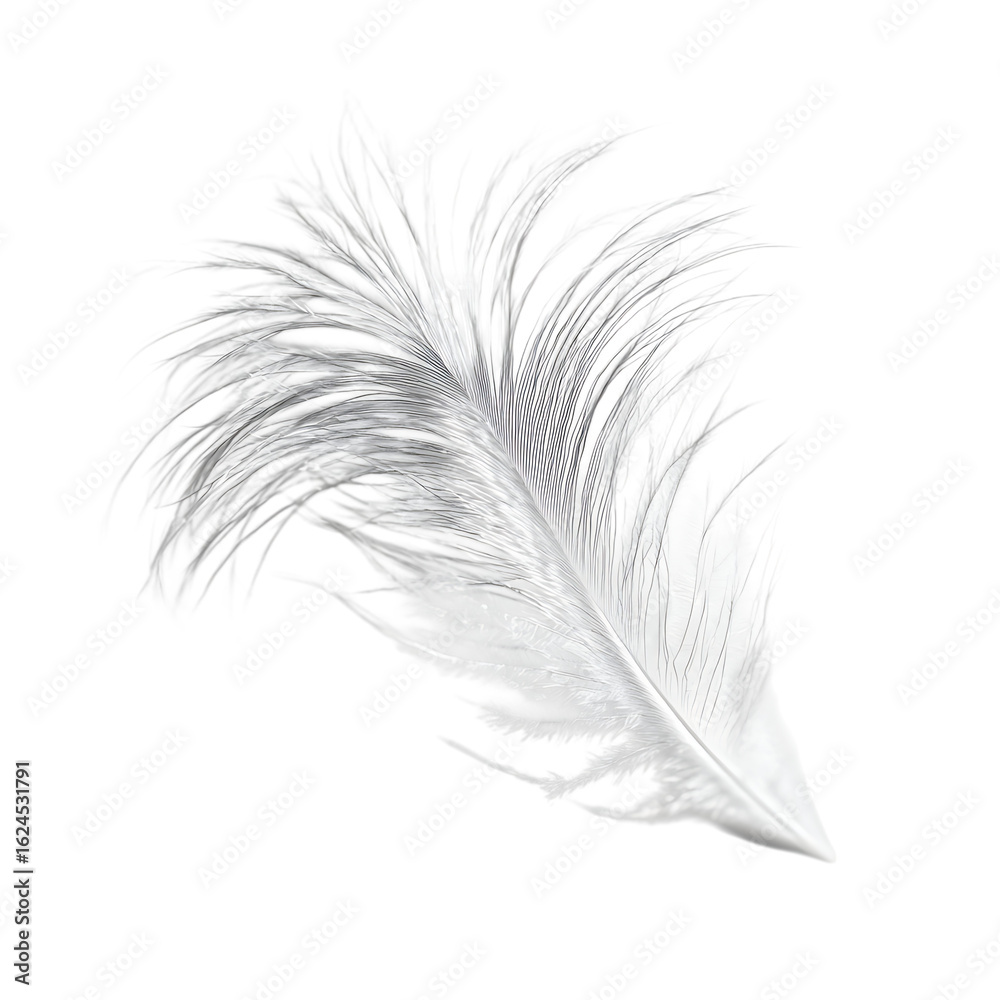 Obraz premium Single white ostrich feather