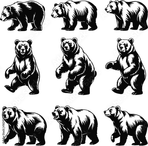 Black bears standing and walking grizzly bear animal