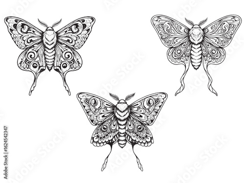 Ornate moth engraving for mystical packaging rustic tattoo art and artisan beer or wine labels