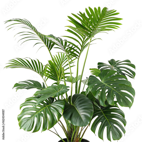 Set of lush green tropical plants including monstera isolated on transparent background  
