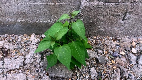 Green sprout growing through cracked concrete in an industrial or urban environment, symbolizing resilience and nature's enduring power.