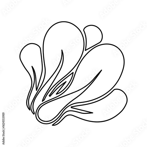 Pak Choy Outline