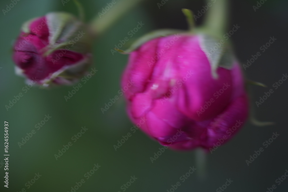 Fototapeta premium quantum basic instinct Cambridge valentine roses and rose buds on different scales and with macro photography