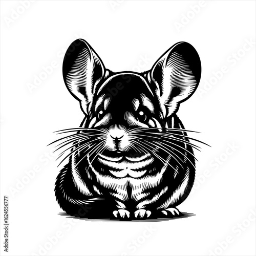 Vector art of chinchilla illustration