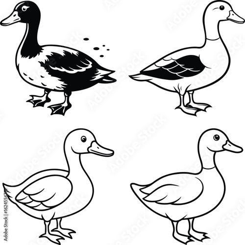 Duck drawing. It is a simple black and white outline image of a common duck standing, ready for coloring. Vector sketch line art draw.
