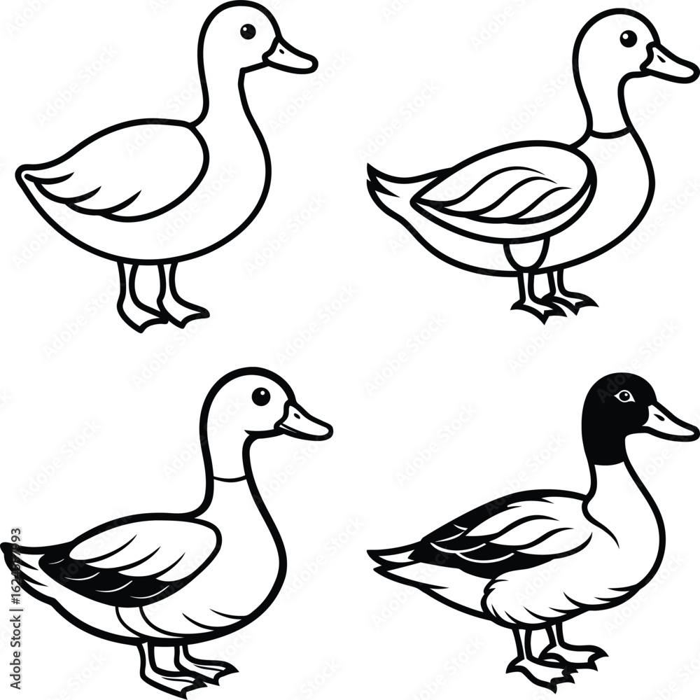 Obraz premium Duck drawing. It is a simple black and white outline image of a common duck standing, ready for coloring. Vector sketch line art draw. 