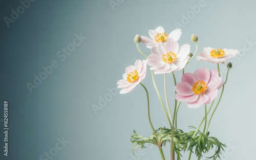 A soft, minimalist photograph of pale pink anemone flowers against a gradient gray background