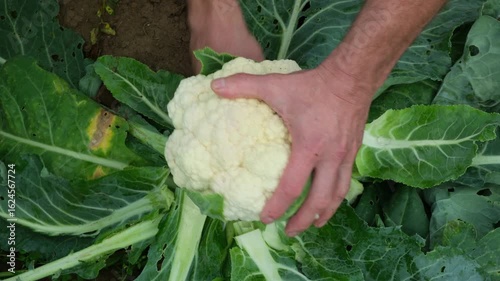 Caucasian male farmer cutting fresh ripe cauliflower cabbage with knife, top view. Agriculture and horticulture concept. 