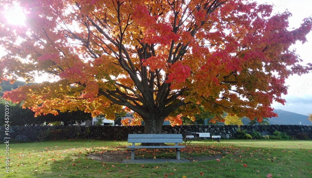 Naklejka premium A solitary bench beneath a grand maple tree, with red-orange leaves drifting through the air, lit by soft golden rays