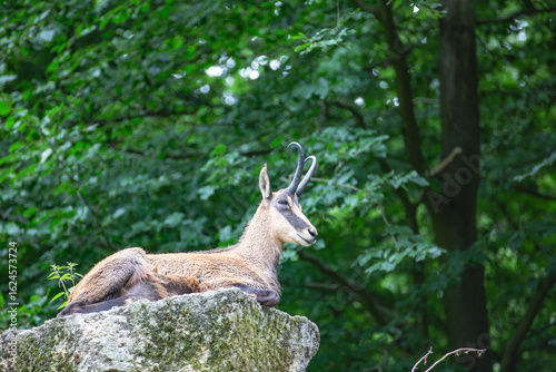 a  male chamois lies on a large stone