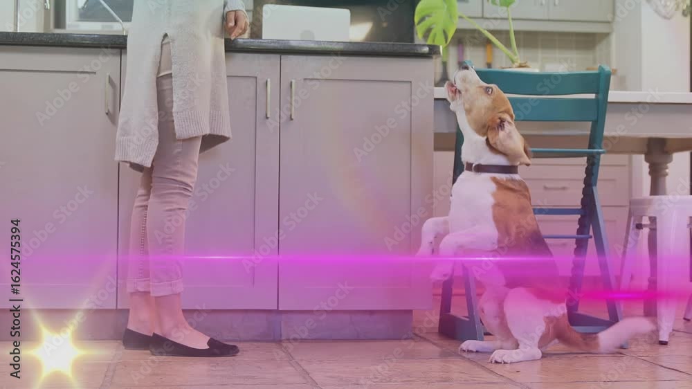 Woman raising treat in kitchen causing pink glitches and starburst enhancing pet training for beag Woman raising treat in kitchen causing pink glitches and starburst enhancing pet training for beag