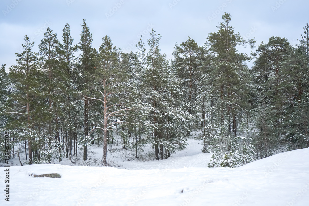 Obraz premium Finnish needle tree forest with thick layer of snow and stones peaking out, Finland
