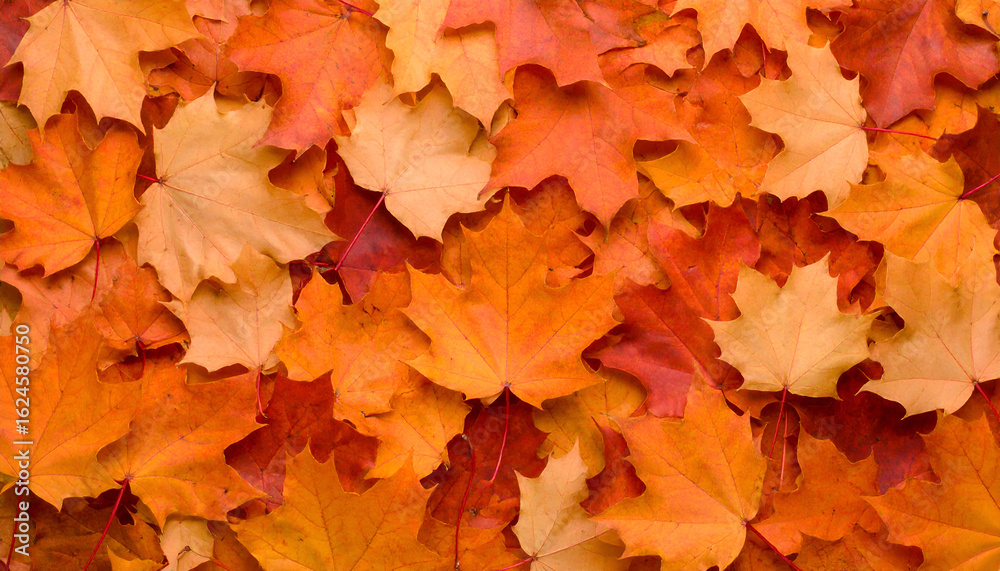 A Fiery Carpet of Overlapping Orange and Red Autumn Maple Leaves A Fiery Carpet of Overlapping Orange and Red Autumn Maple Leaves