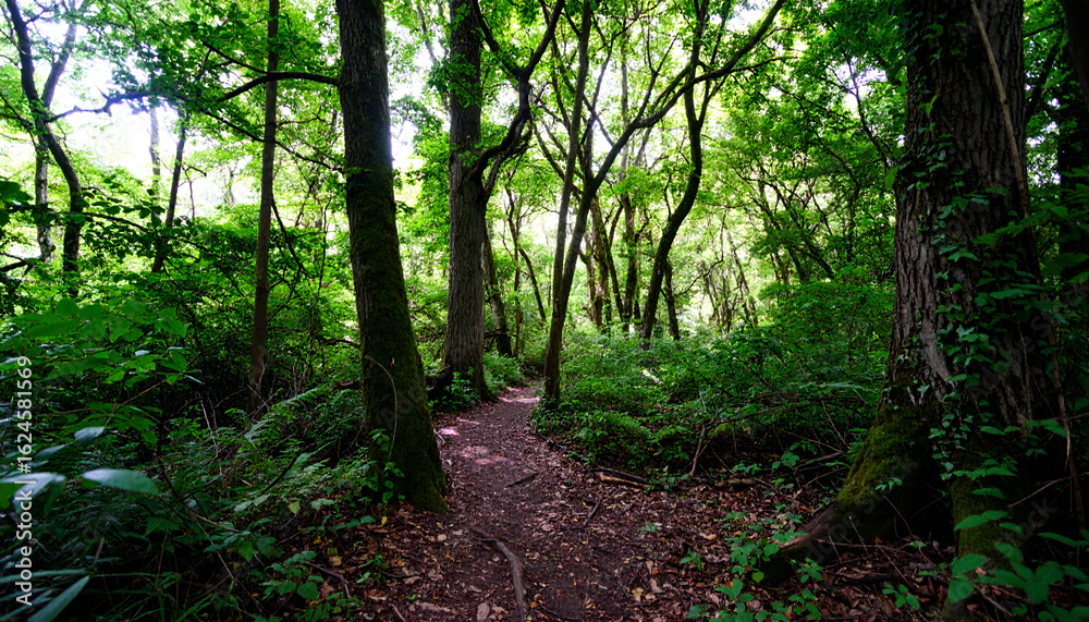Fototapeta premium A Winding Earthen Path Through a Verdant, Sun-Dappled Woodland
