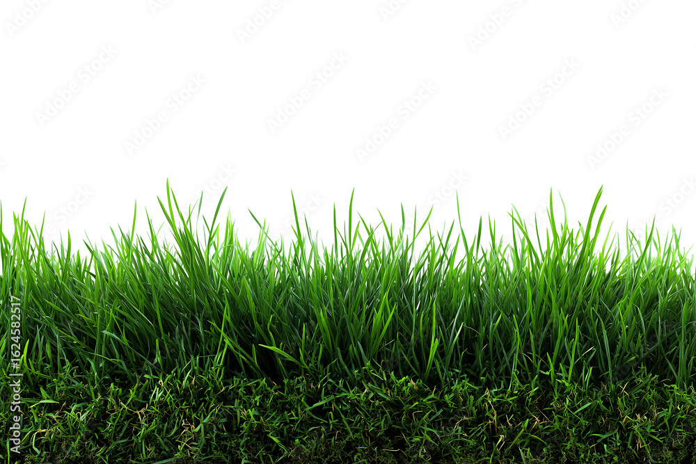 Fototapeta premium Green grass turf cut out design element