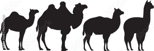 Isolated a Kinds of deferent Camel vector art silhouette  with white background.