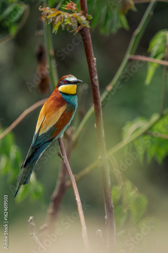 bienenfresser, green, wild, bunt, blau, eater, eisvogel, roller, farbe, ast