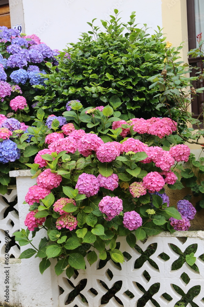 Obraz premium Hortensias